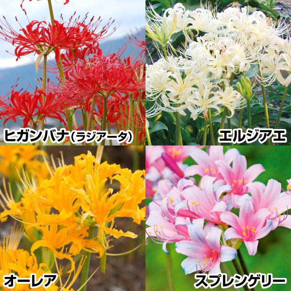 彼岸花　リコリスの株　100サイズの箱いっぱい　1箱限定 imgrc0093620514.jpg