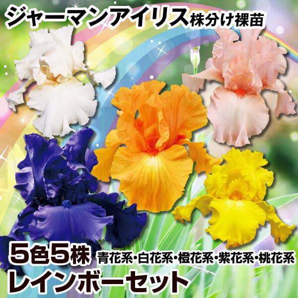 楽天市場】【人気種・選べる20種】ジャーマンアイリス 3.5号