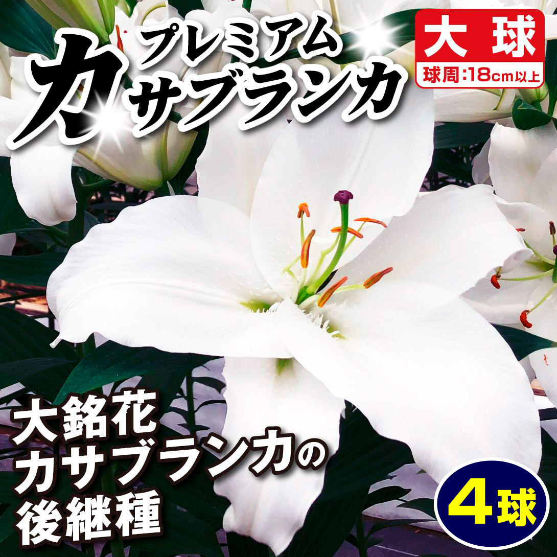 百合 球根 カサブランカ 球根白５　ピンク5 カラー球根９個 ユリ：オリエンタルリリー カサブランカの球根（普通球） 5球