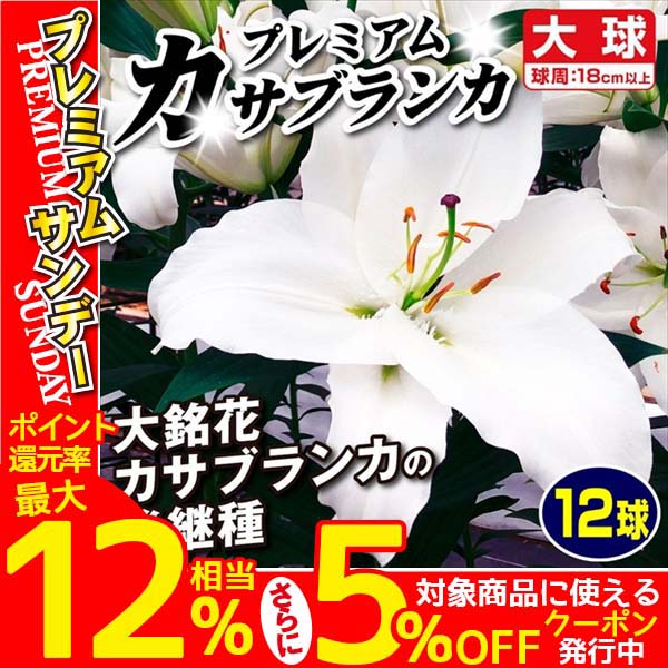 百合 球根 カサブランカ 球根白５　ピンク5 カラー球根９個 楽天市場】予約販売 花の大和 球根 カサブランカファミリー