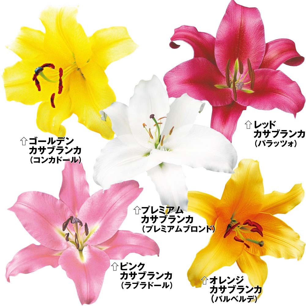 ユリ 球根 花ユリ 大球カサブランカファミリーセット 5種20球