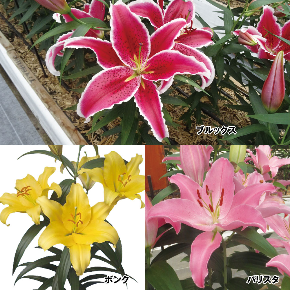   IG^[ ؉ԌBZbg 312 ̋ S ԃ