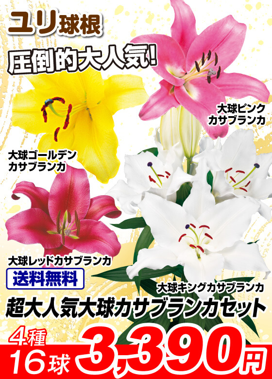 超大人気大球 カサブランカセット