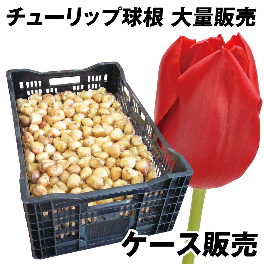 国華園 原種ユリ 球根 八重咲オニユリ 3球 : 花と緑 国華園 - 通販