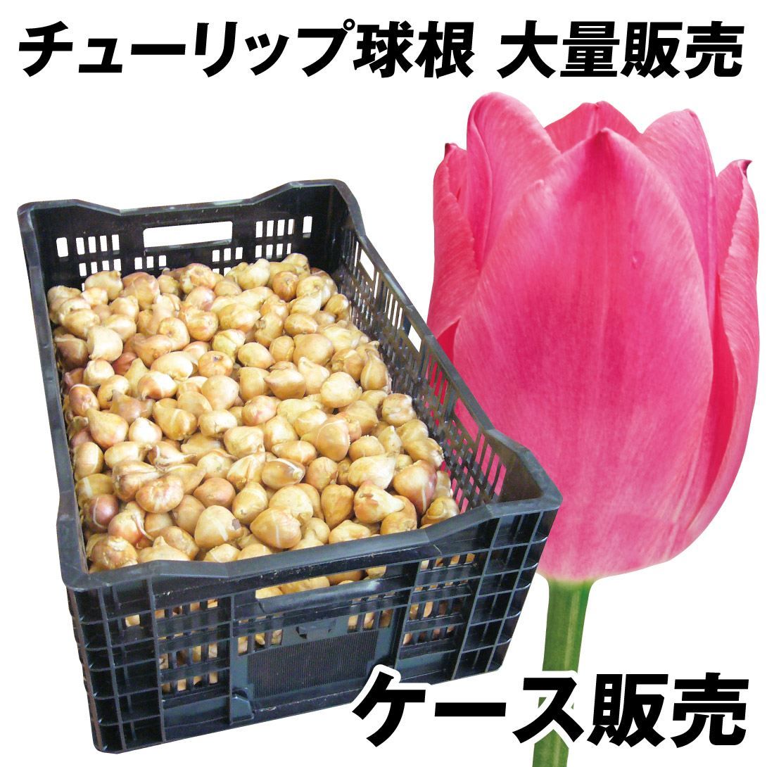 国華園 チューリップ 球根 桃花 ケース販売 普通球(球周 約10cm) 1100球