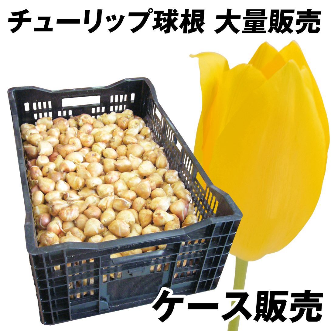 国華園 チューリップ 球根 黄花 ケース販売 特大球(球周 約12cm) 600球