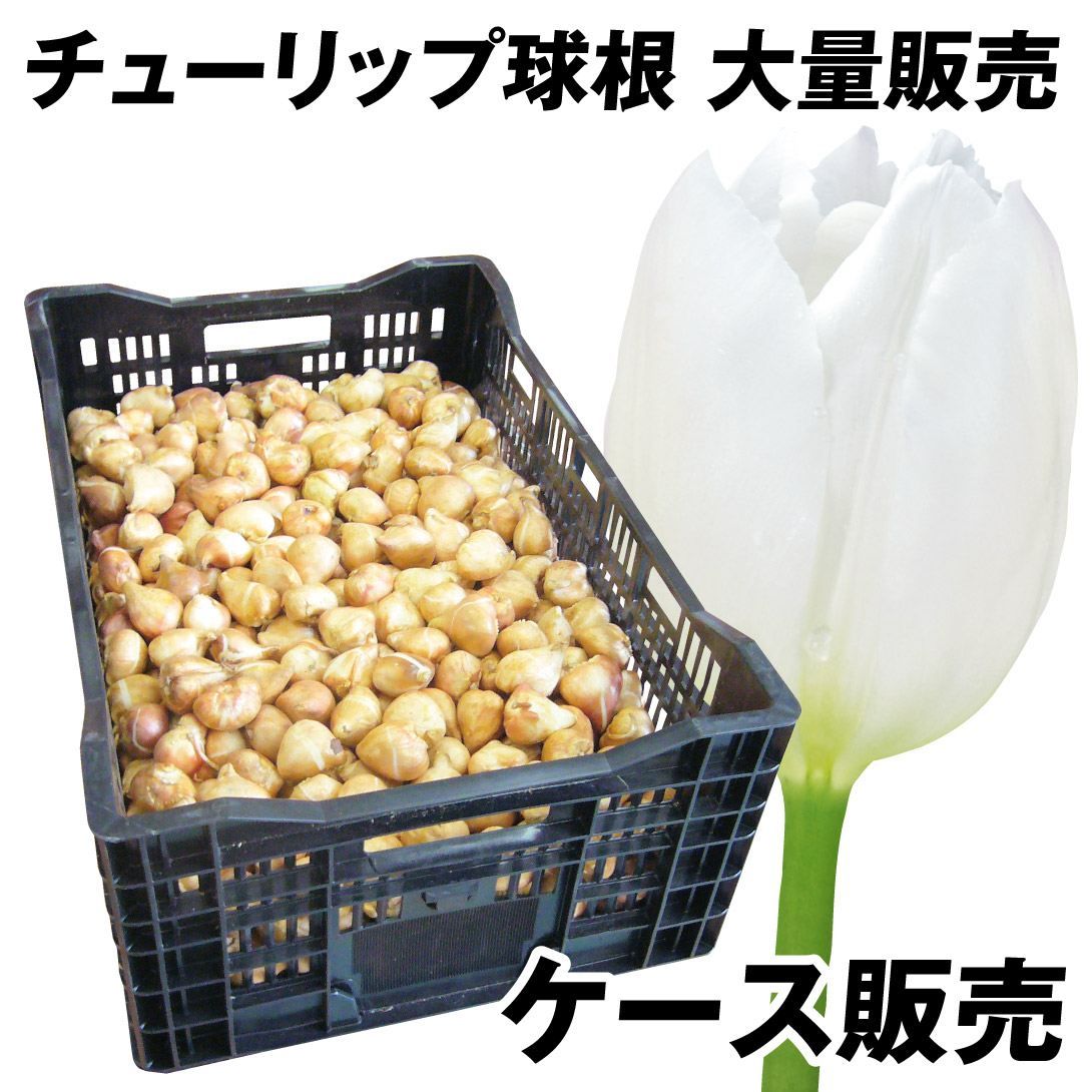 国華園 チューリップ 球根 白花 ケース販売 特大球(球周 約12cm) 600球