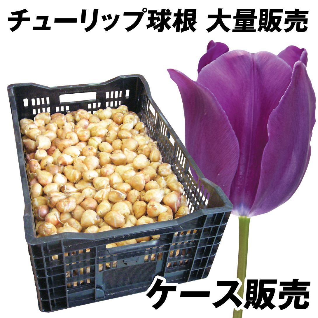 国華園 チューリップ 球根 紫花 ケース販売 特大球(球周 約12cm) 600球