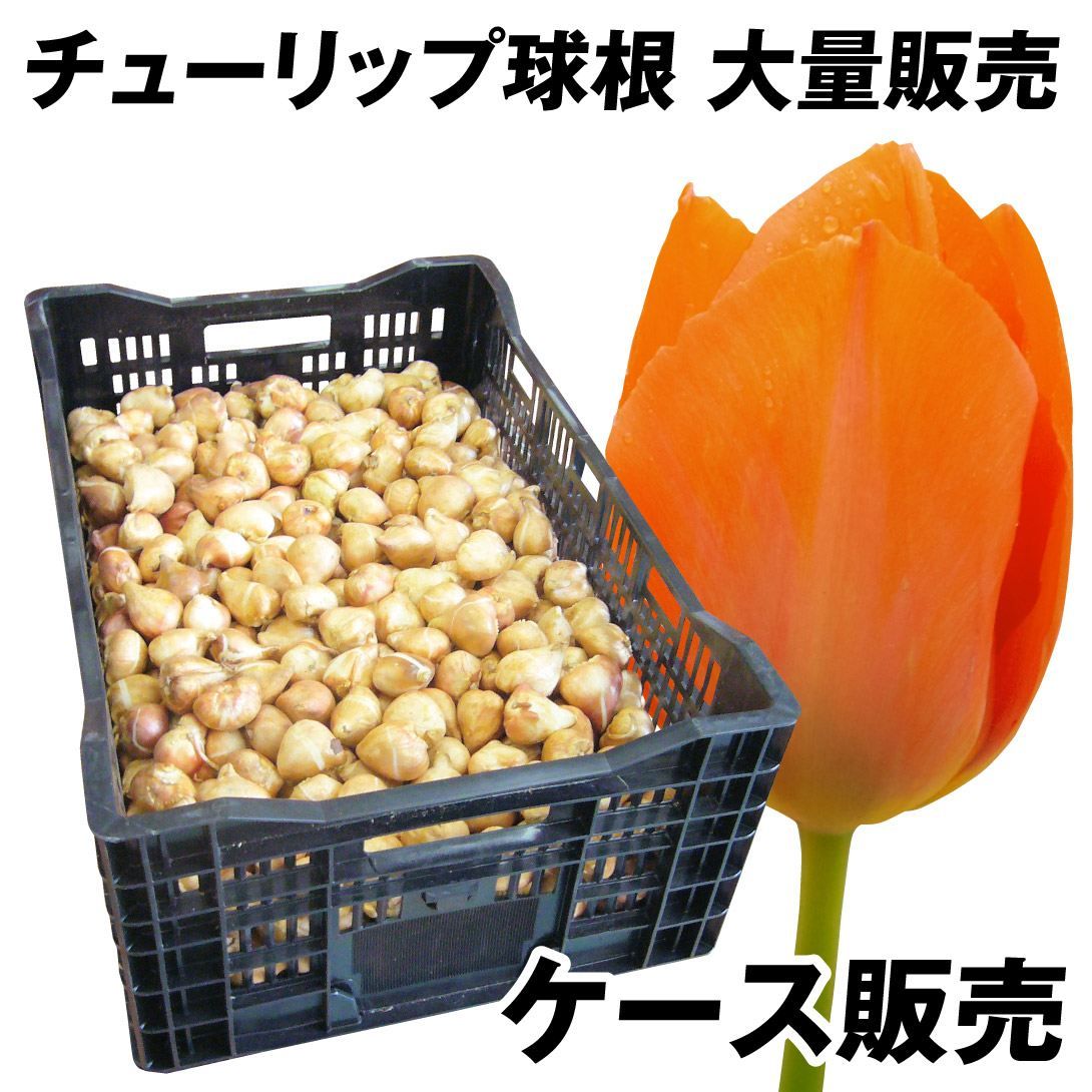 国華園 チューリップ 球根 橙花 ケース販売 特大球(球周 約12cm) 600球