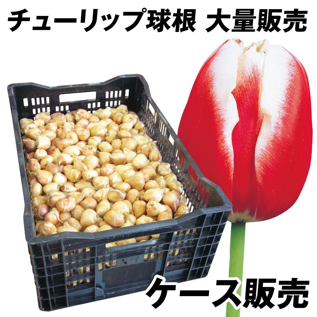 国華園 チューリップ 球根 赤白2色咲 ケース販売 特大球(球周 約12cm) 600球