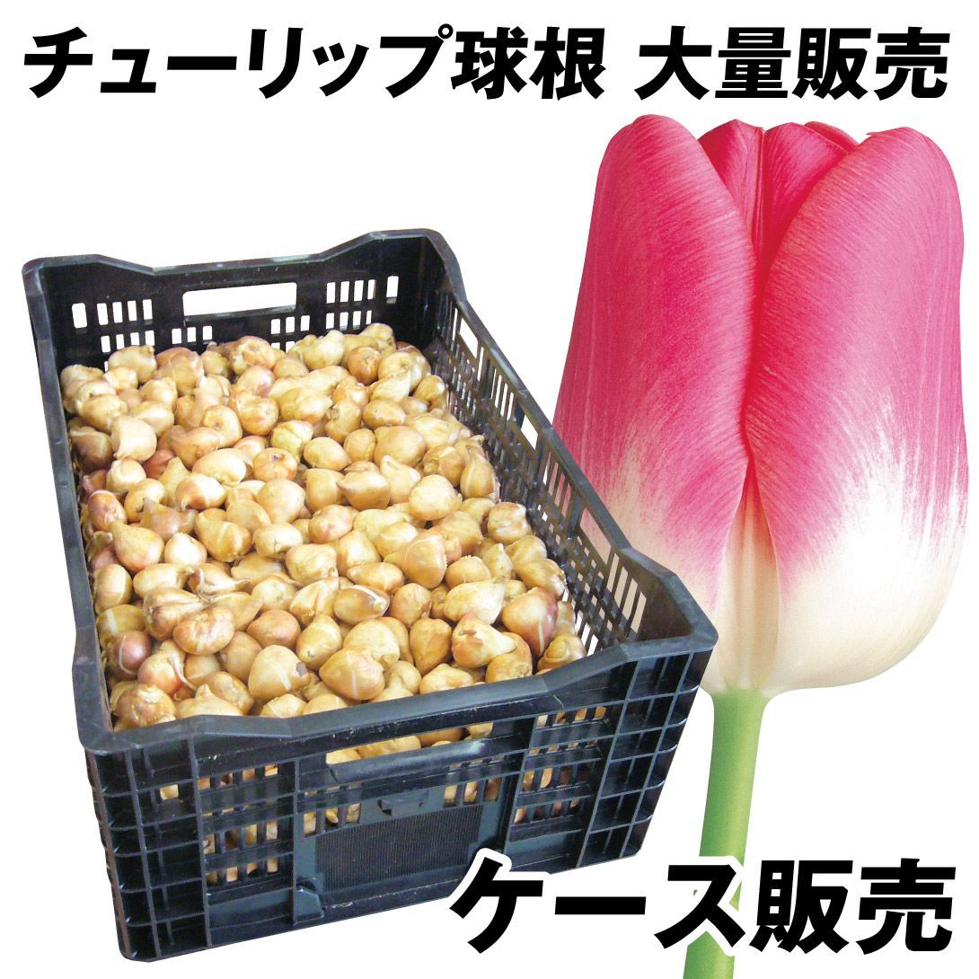 国華園 チューリップ 球根 桃白2色咲 ケース販売 特大球(球周 約12cm) 600球