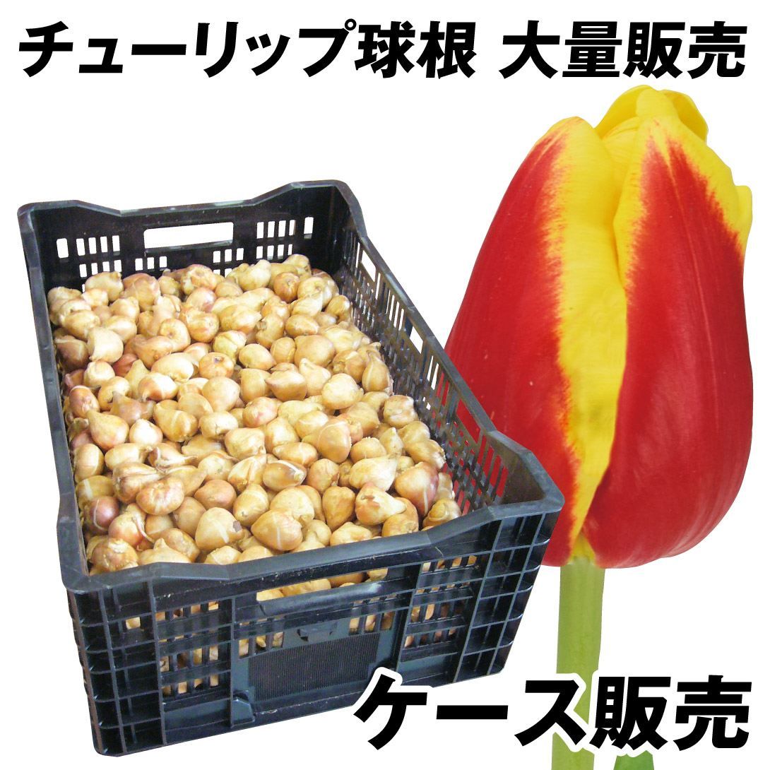 国華園 チューリップ 球根 赤黄2色咲 ケース販売 特大球(球周 約12cm) 600球