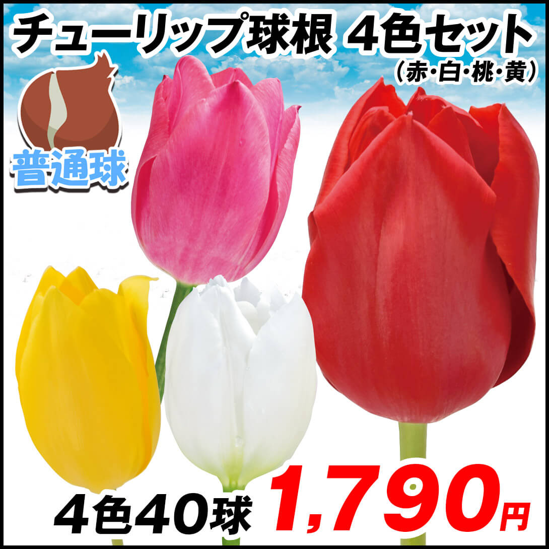 4色セット