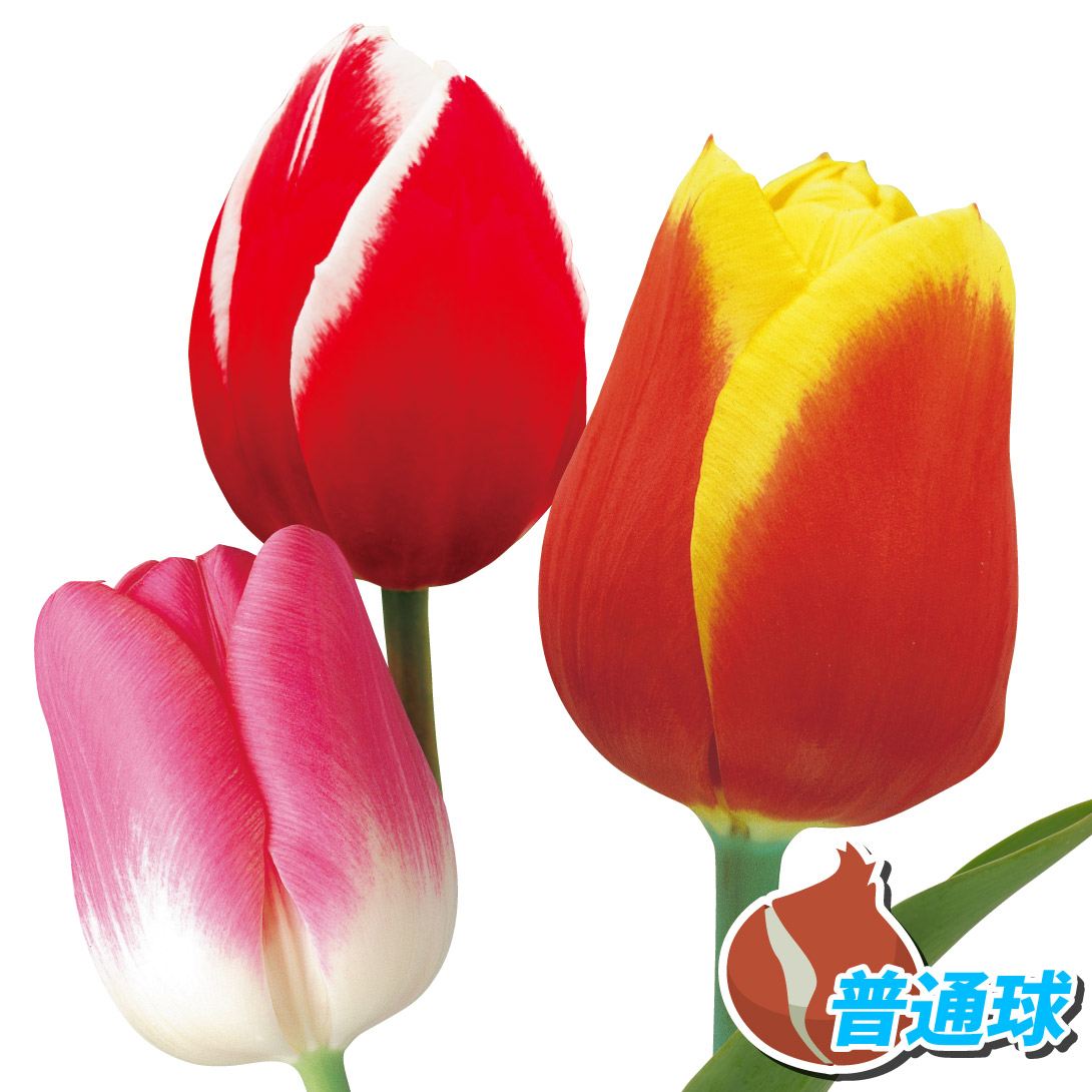 チューリップ 球根 普通球 2色咲 3種30球セット (各10球