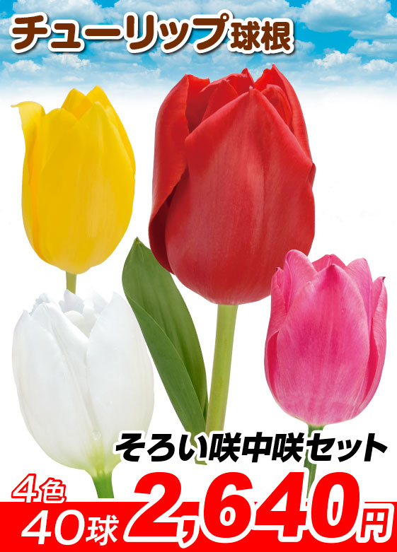そろい咲中咲セット