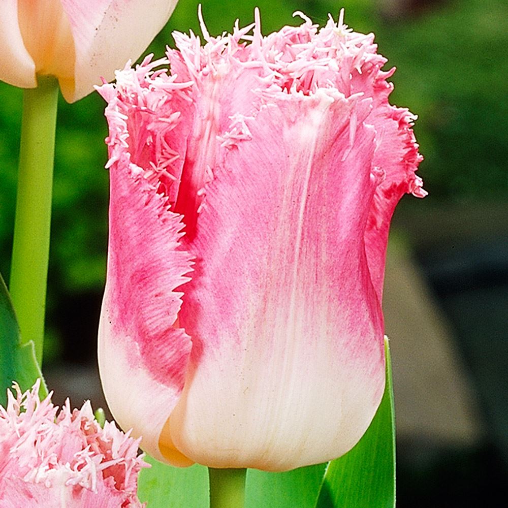 楽天市場】チューリップ球根 5球フリンジ咲 : 荒川種苗 【球根