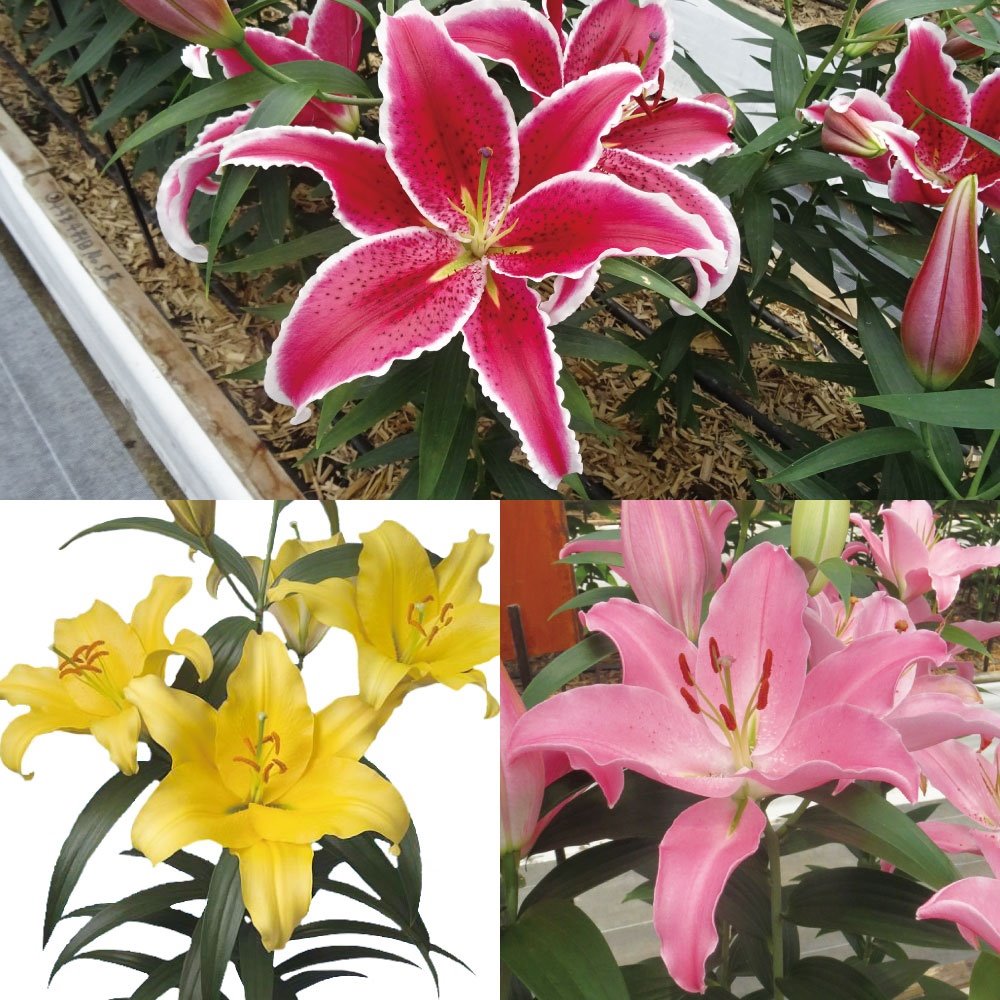   IG^[ ؉ԌBZbg 324 ̋ S ԃ