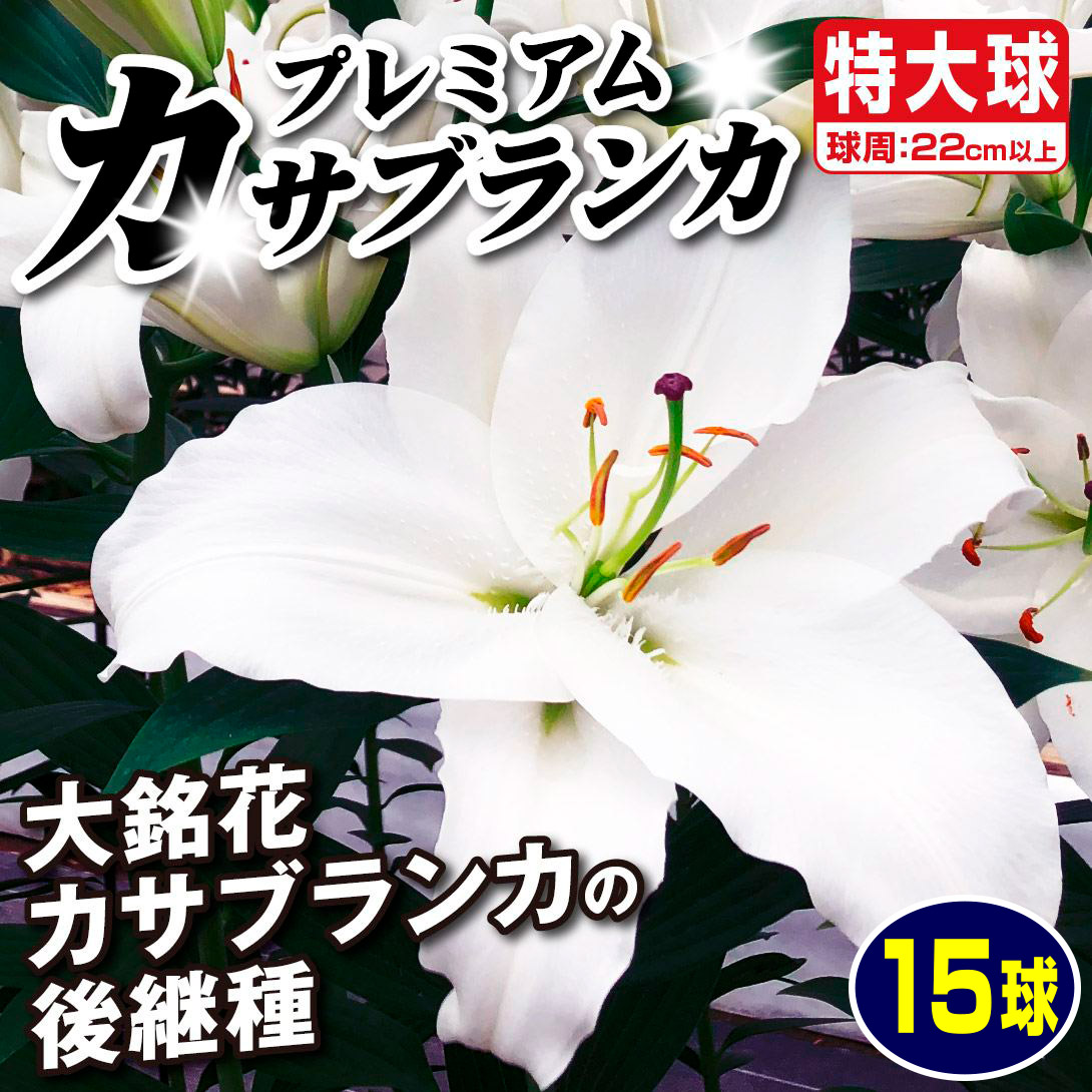 幻のゆり　ウケユリ　請百合　山野草　ガーデニング　観葉植物　カサブランカ　球根 幻のゆり ウケユリ 請百合 山野草 ガーデニング 観葉植物