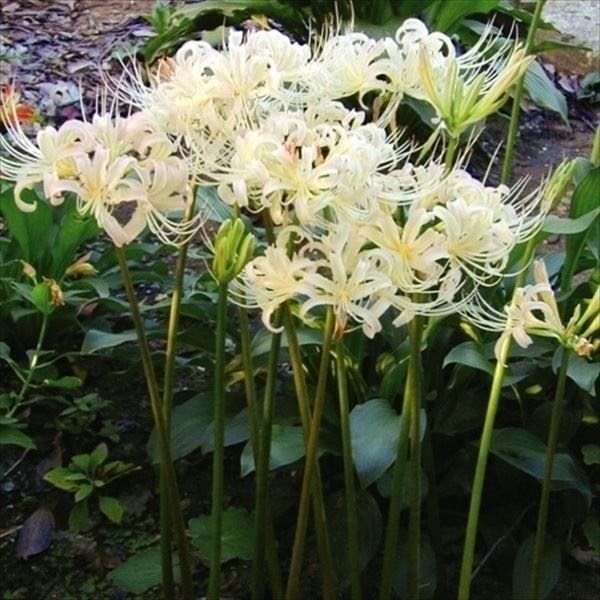 国華園 リコリス 球根 エルジアエ 15球 [送料込み] 彼岸花 ヒガンバナ