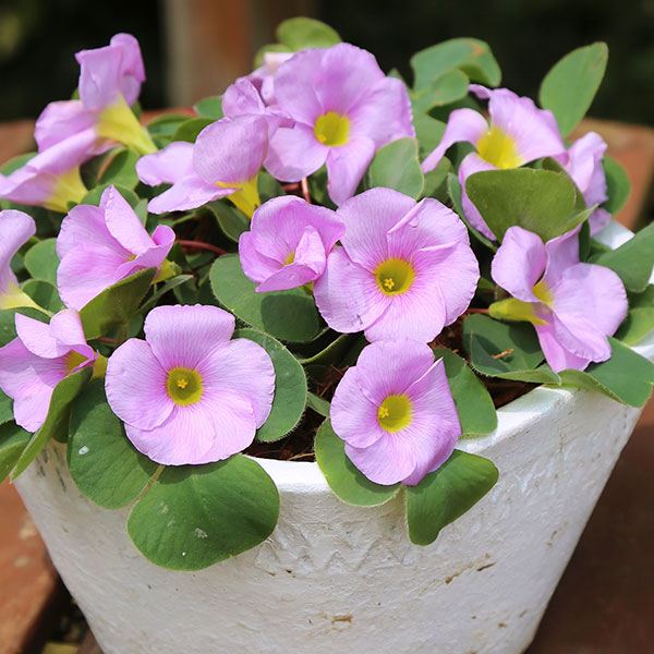 オキザリス 球根 バリアビリス ラベンダー 60球 オキザリスの球根 夏