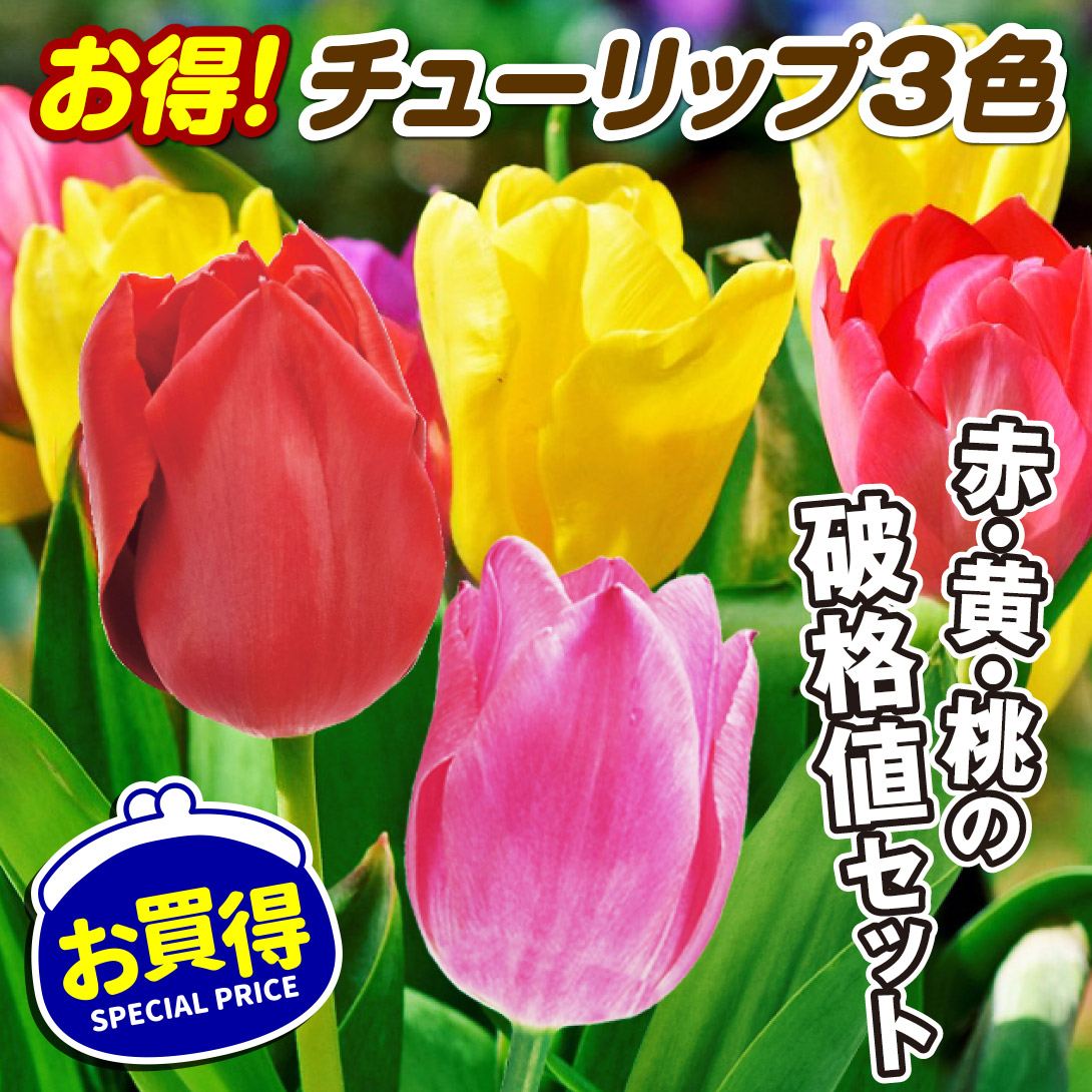 国華園 ムスカリ 球根 ソウルメイト 10球 ムスカリの球根 秋植え球根