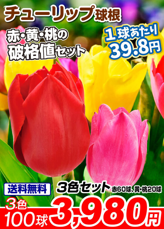 チューリップ3色セット