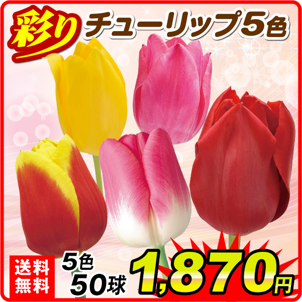 彩り5色セット