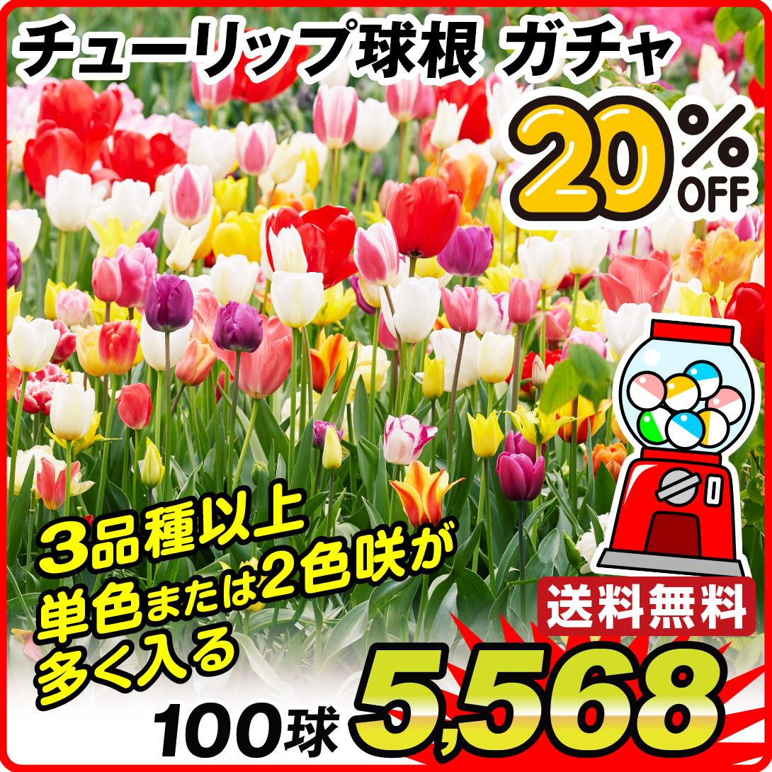 ガチャ