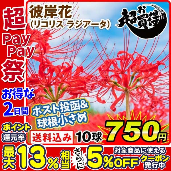 彼岸花　リコリスの球根　100サイズの箱いっぱい。1箱限定 未使用品】 100サイズの箱いっぱい リコリスの株 彼岸花 1箱限定