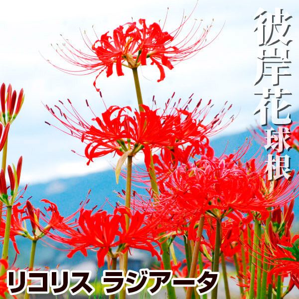 球根 リコリス」の人気商品一覧 | 安い商品を通販サイトから探す