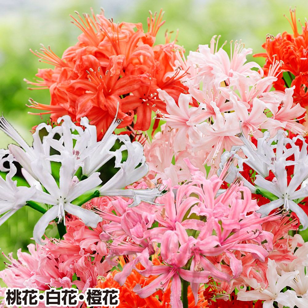 ネリネ小球set 球根 ダイヤモンドリリー ダイヤモンドリリー 球根 3色3球セット ネリネ サルニエンシス