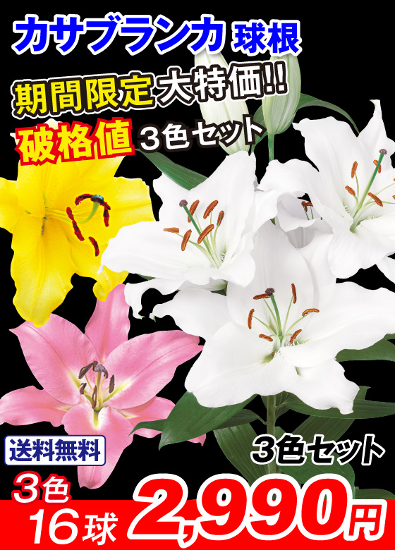 3色セット