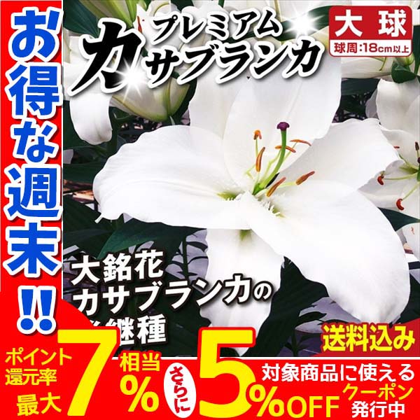 百合 球根 カサブランカ 球根白５　ピンク5 カラー球根９個 ユリ 球根 かわいいカサブランカ球根 16球 送料無料 : 花と緑 国