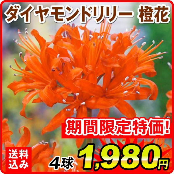ダイヤモンドリリー 球根 橙花 4球 ネリネ サルニエンシス