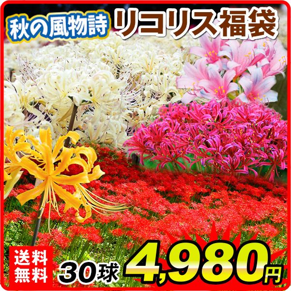 リコリス 球根 福袋 30球 (4-5品種見計らい・名称付) 彼岸花