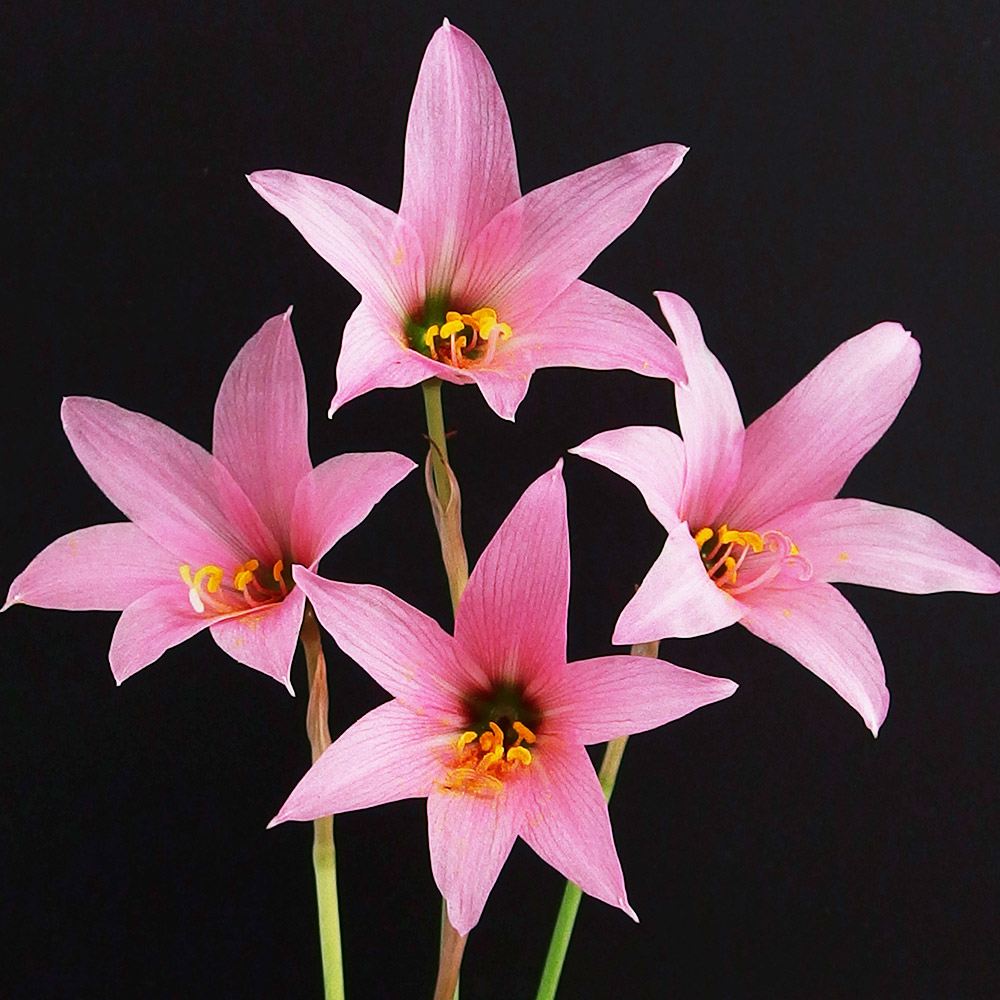 マユハケオモト 球根 ハエマンサス 桃色 生花 マユハケオモト」の人気