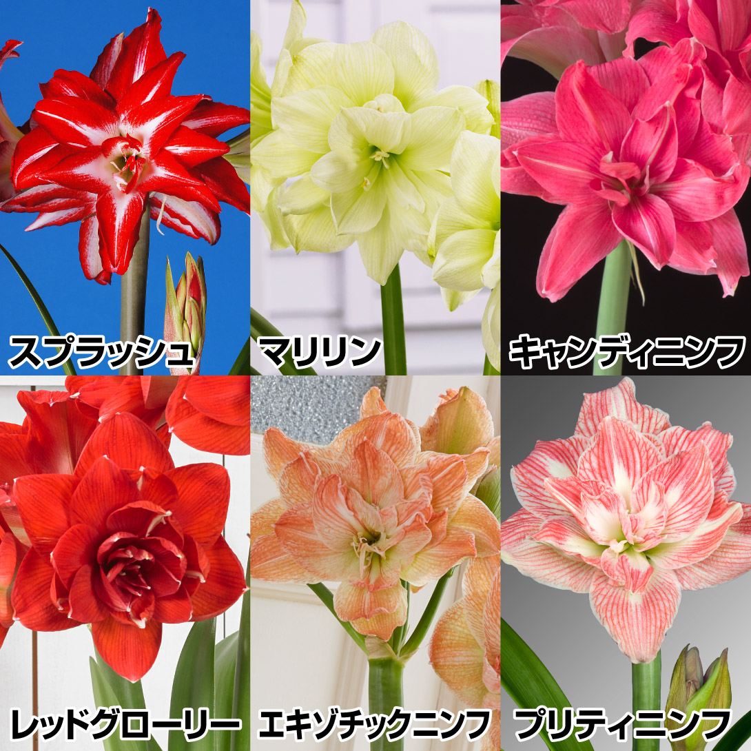 アマリリス球根　 蕾付き球根　5種5球セット　専用 ④アマリリス 原種 5球根セット - メルカリ