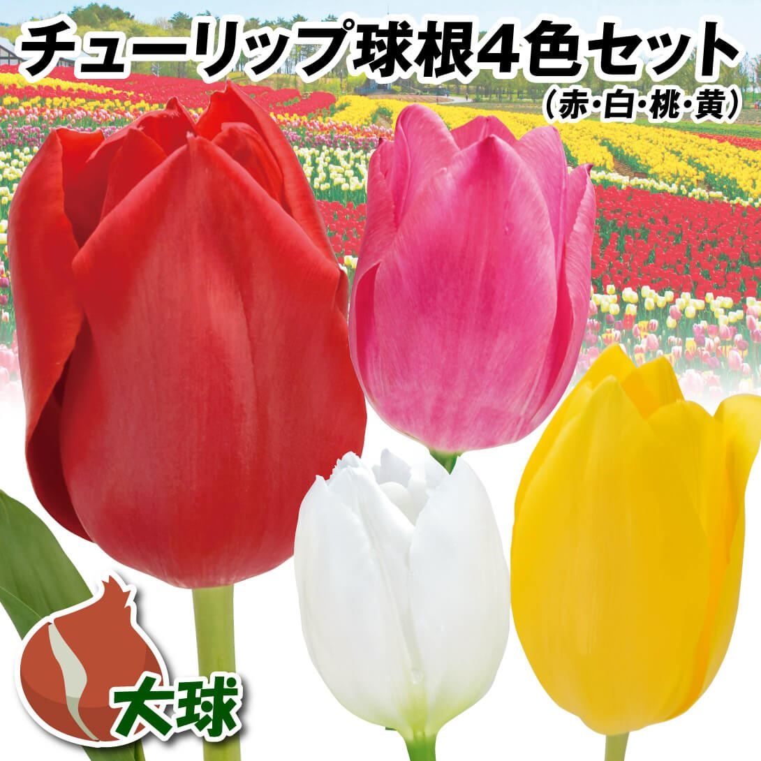 水仙 球根 200球 各袋50球 水仙 球根 水仙スペシャルミックス 30球 (無