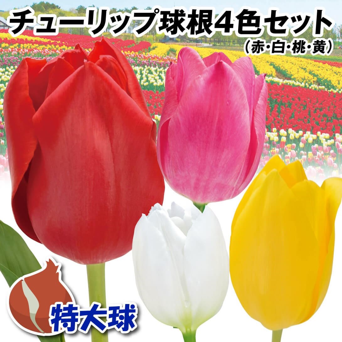 チューリップ 球根 特大球 4色40球セット (各10球) / チューリップの