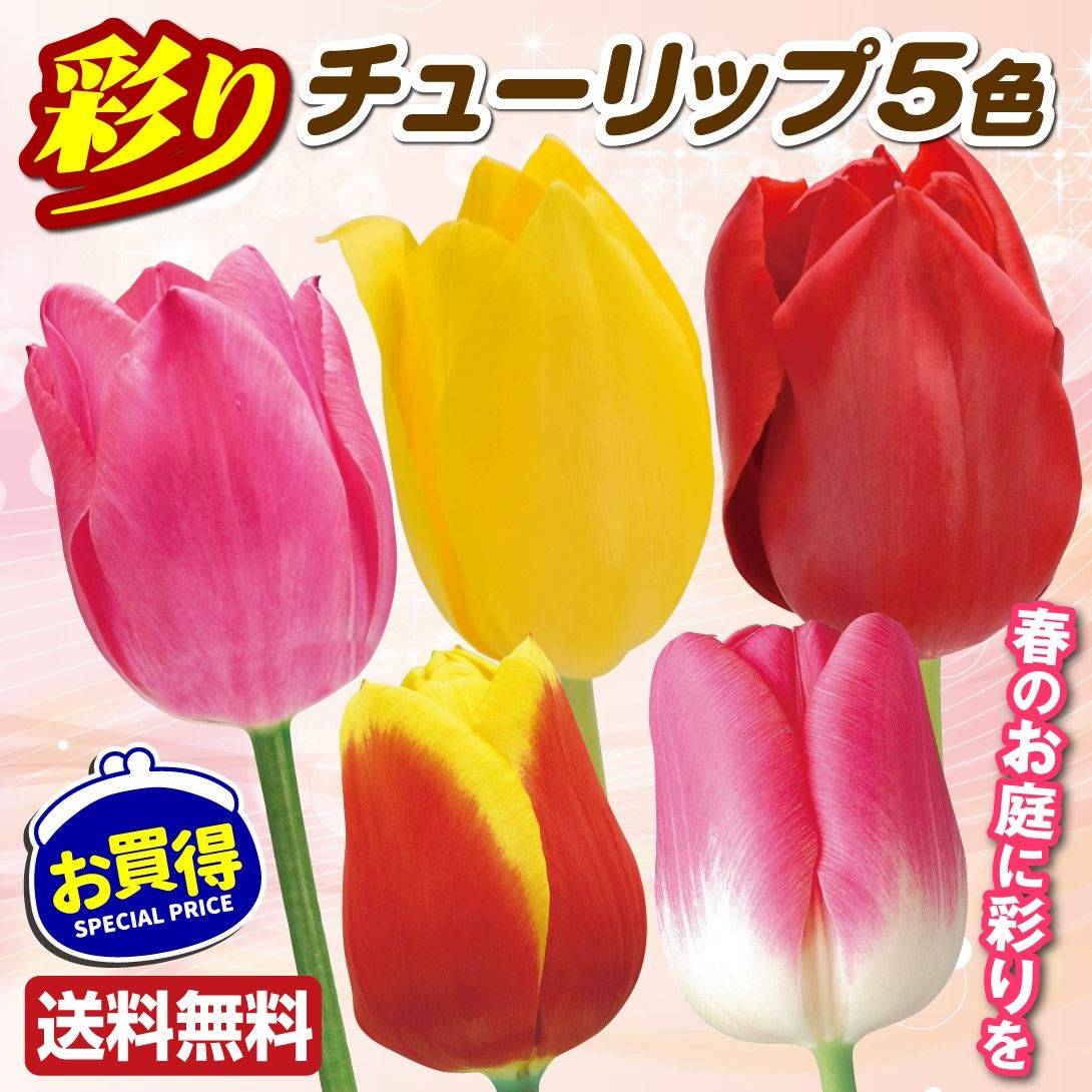 チューリップ 球根 彩り5色100球セット チューリップの球根 送料無料