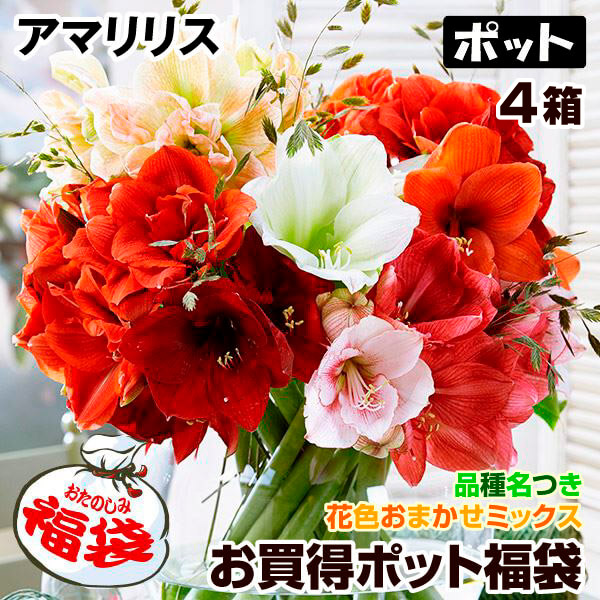 球根 アマリリス」の人気商品一覧 | 安い商品を通販サイトから