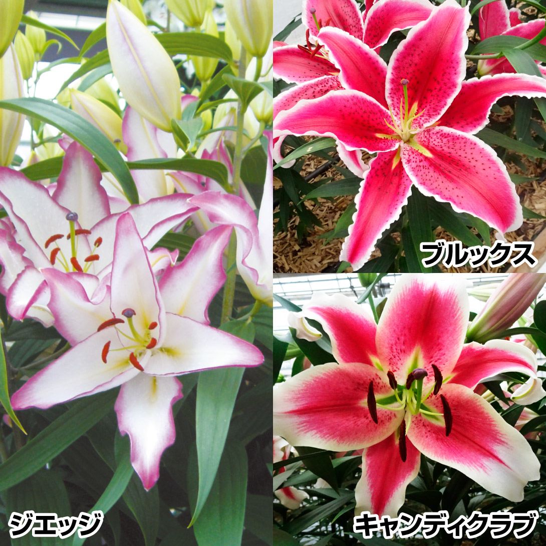   IG^[ F؉ԌAZbg 312 ̋ S ԃ