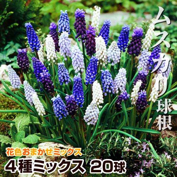 XJ  4~bNX (ԐFv炢) 20 XJ̋ HA