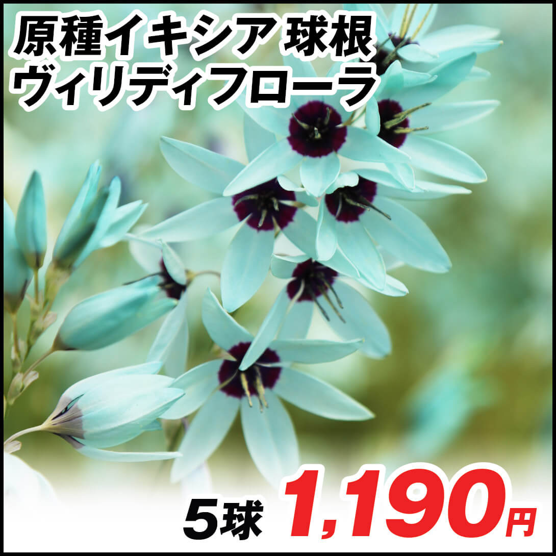 原種イキシア