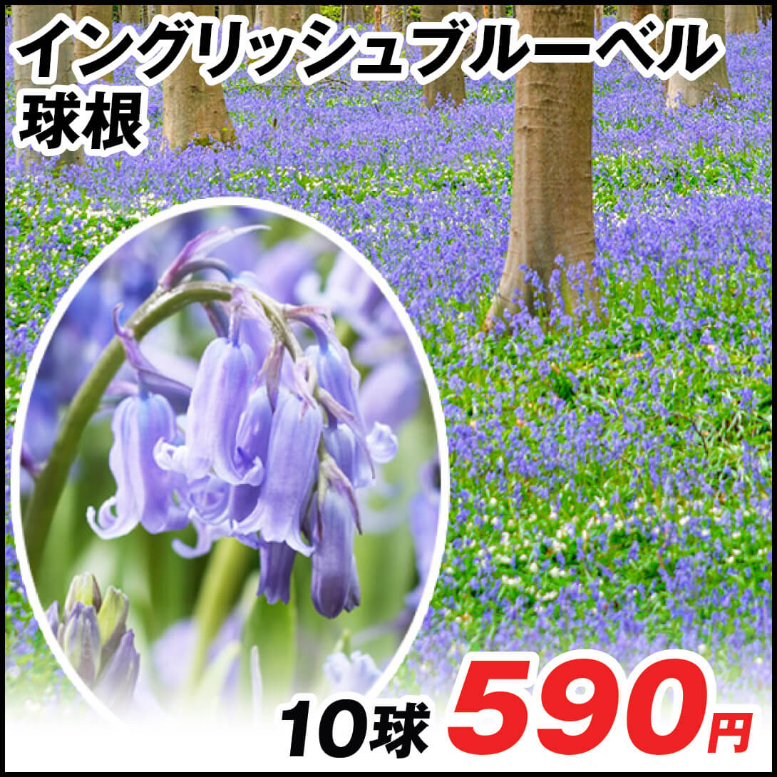 イングリッシュブルーベル