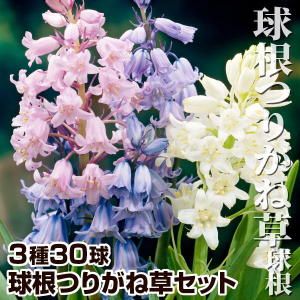 肪ˑ 3FZbg 330 V[ qVXICfX HA