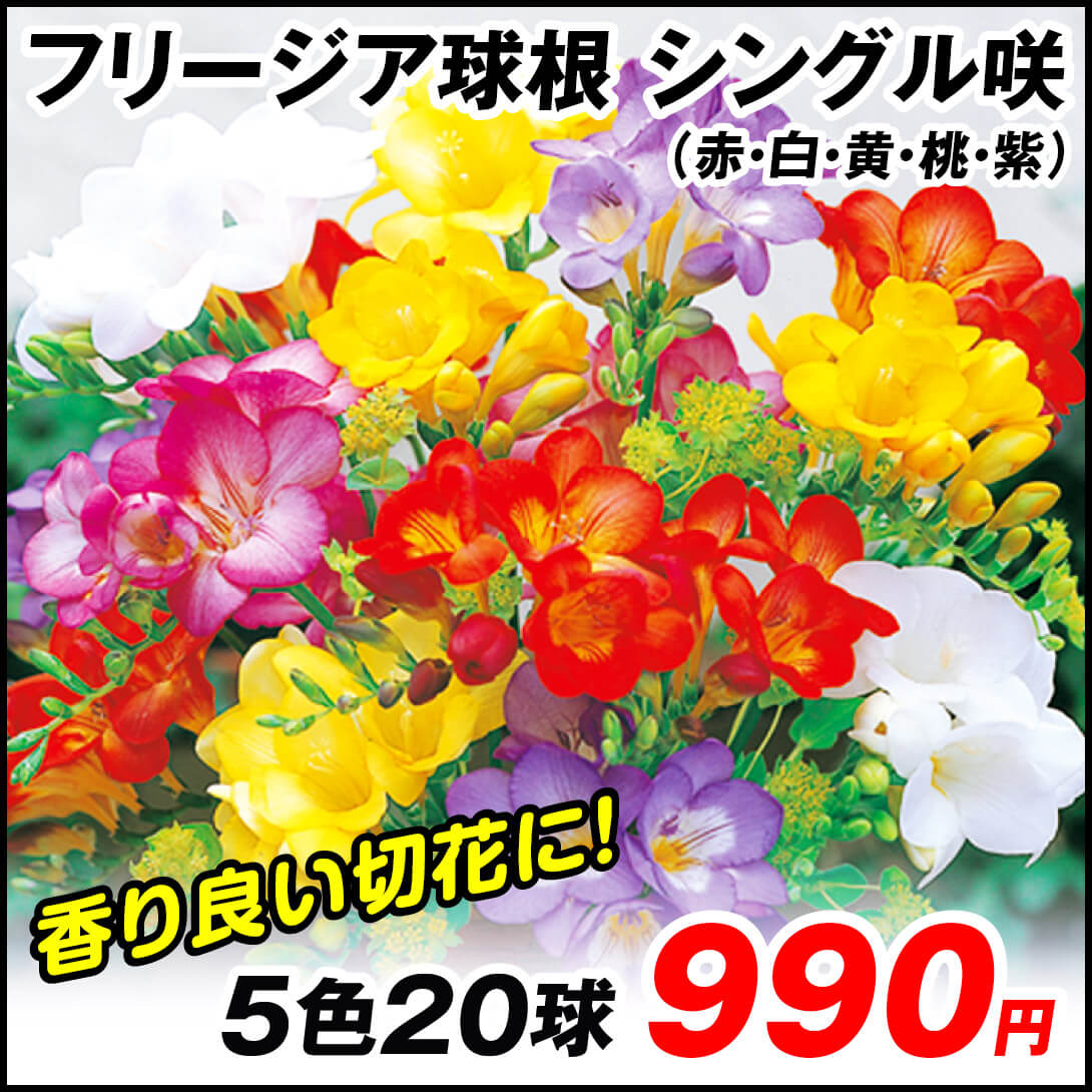フリージア