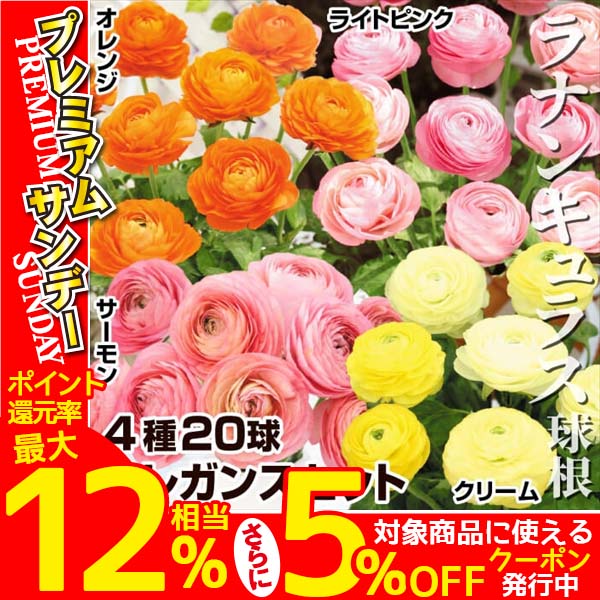 球根 ラナンキュラスの人気商品・通販・価格比較 - 価格.com