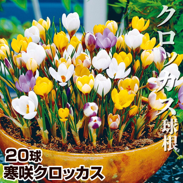 NbJX  4~bNX 20iԐFv炢j NbJX̋ HA