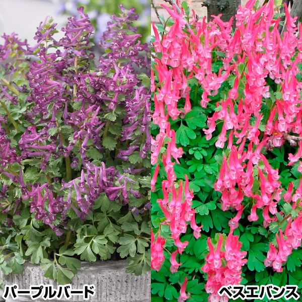 R_X  Zbg 210 q}GSTN HA